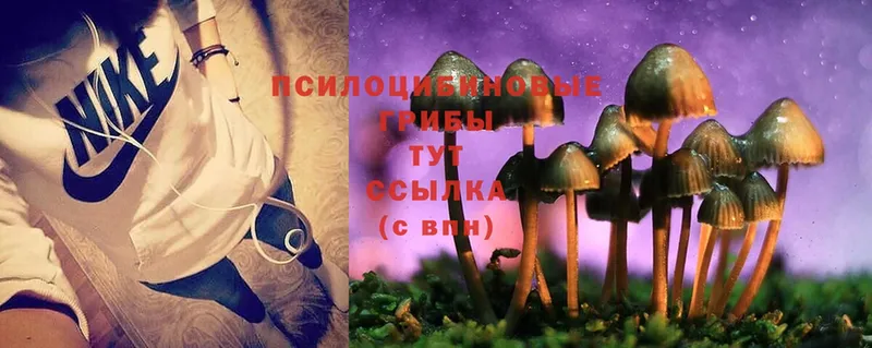 Псилоцибиновые грибы Psilocybine cubensis  цены наркотик  Сковородино 